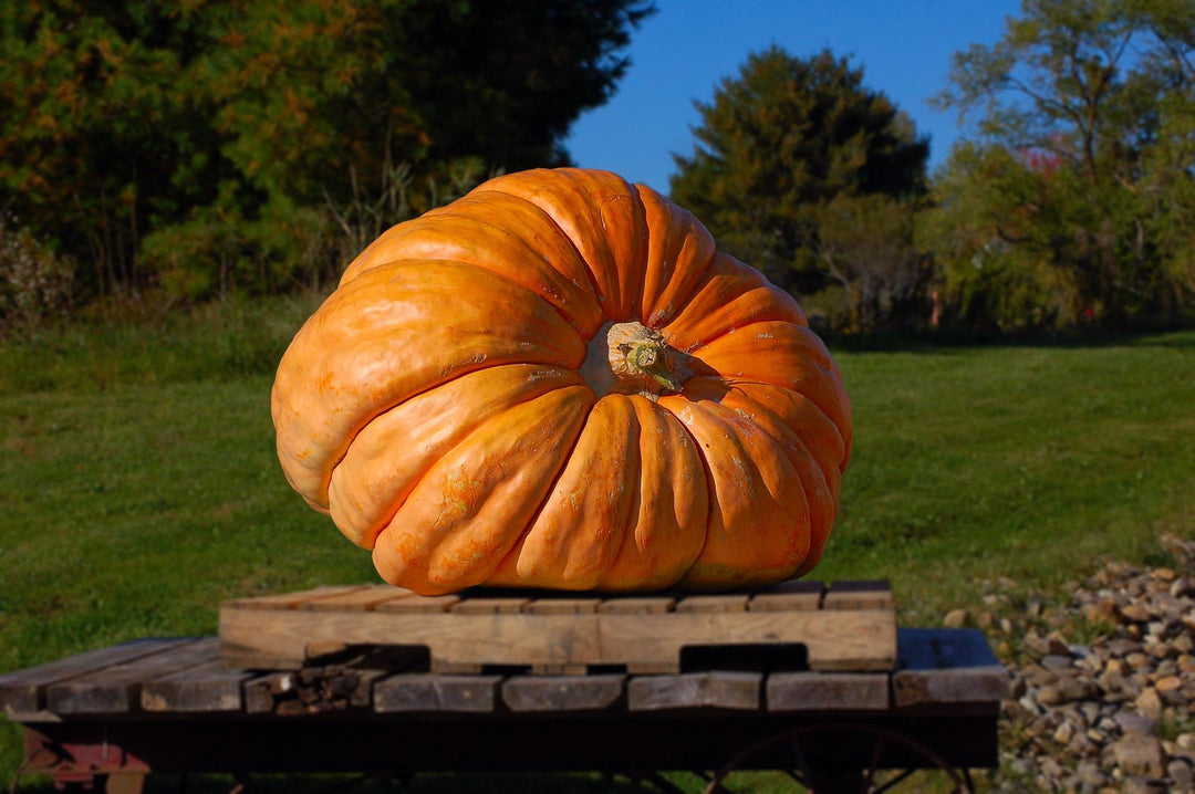 Attempt to Break the Pumpkin World Record