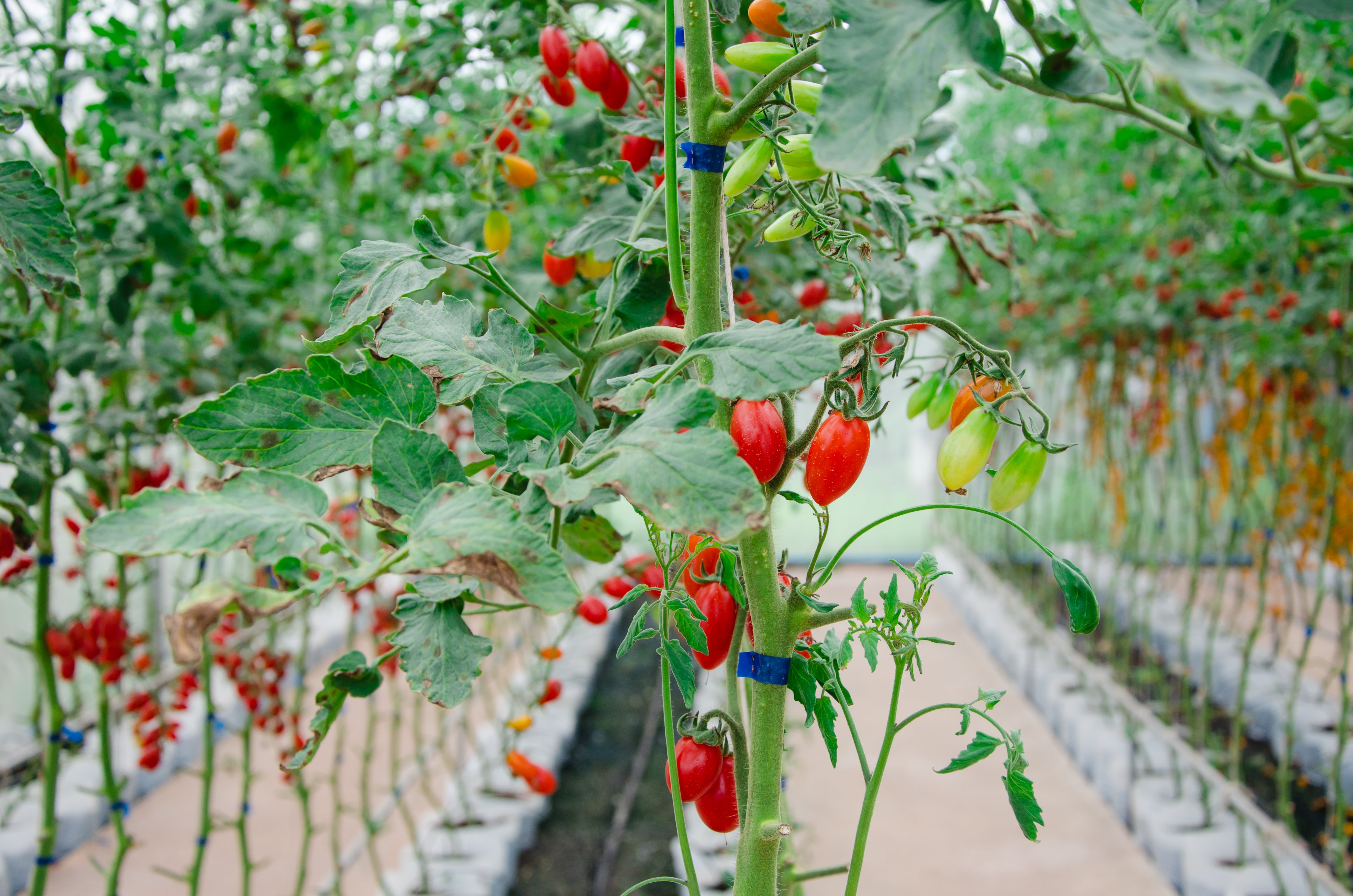 Container Gardening | Grow Bag Gardens | Rocky Mountain BioAg