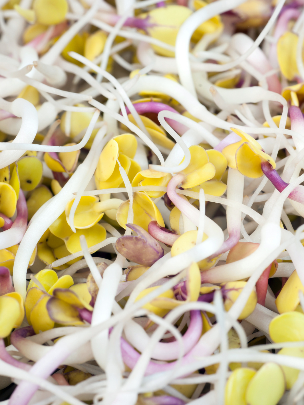 Detail of Sprouts Grown from Rocky Mountain BioAg Sprouting Kits