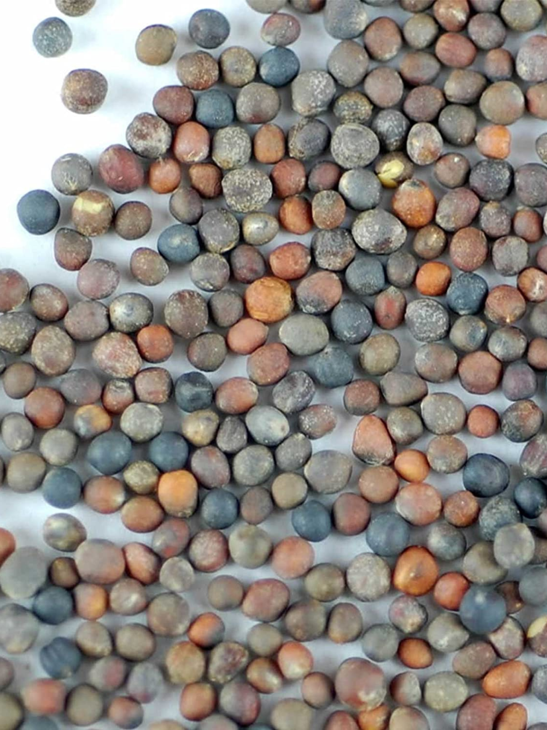 Close Up of Organic Broccoli Seed for Sprouting