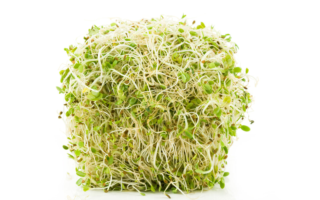 Why We Love Alfalfa Sprouting