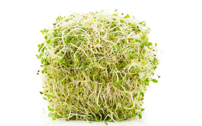 Why We Love Alfalfa Sprouting