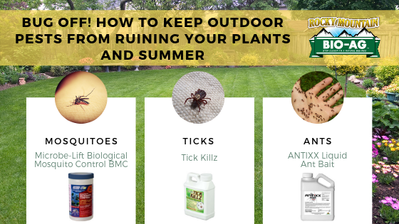 Bug Off! How to Keep Outdoor Pests From Ruining Your Plants and Summer
