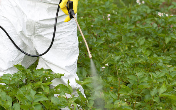 How to Use Weed Killer