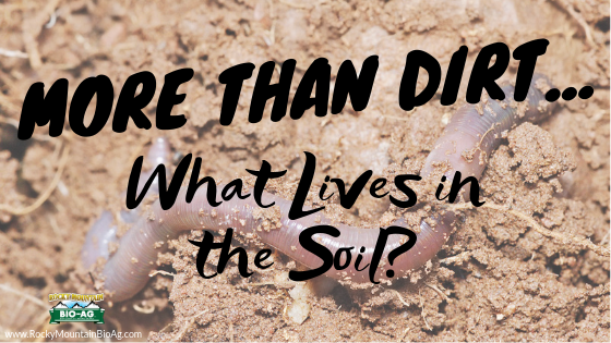 More Than Dirt...What Lives In The Soil?