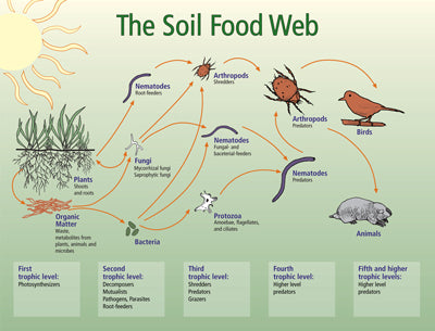 Do you know what lives in your soil? | Soil Food Web | RMBA