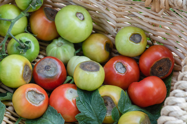 Tomato Rot: An Overview of a Common Garden Problem