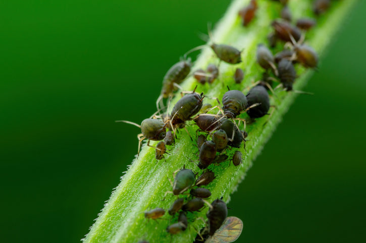 How to Get Rid of Aphids in Your Garden