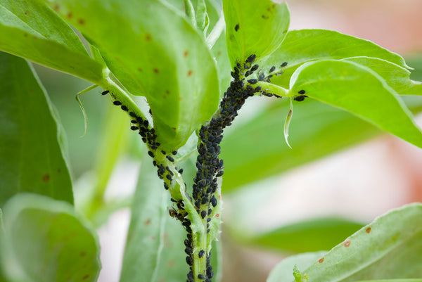 Garden Insect Control