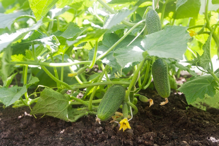What is 5-10-10 Fertilizer?