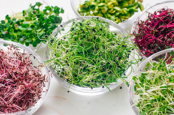 Microgreens: Everything You Need to Know About Sprouting Seeds