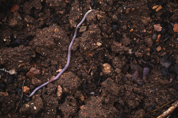 Worm Castings: Soil’s Best Friend
