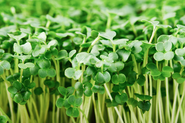 What You Need to Know About Microgreens