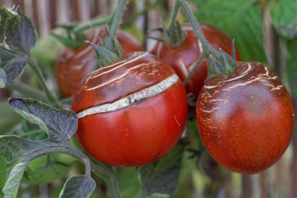 5 Things to Know About Tomato Rot