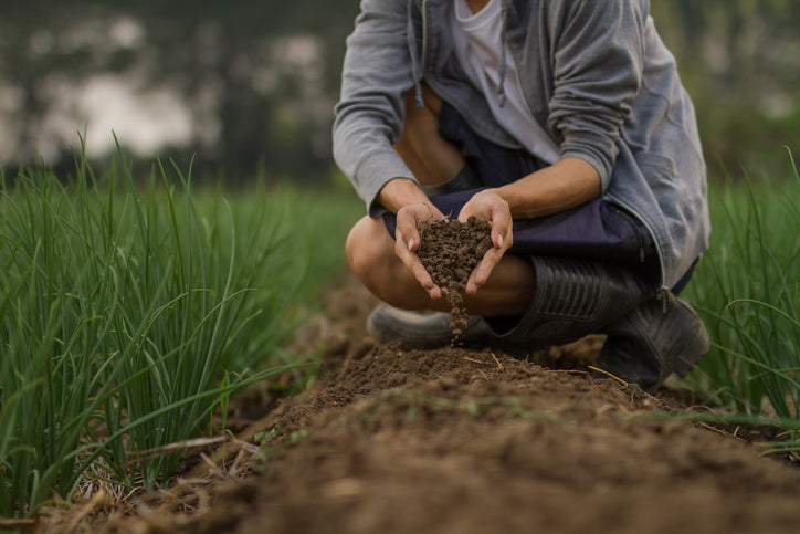 Fulvic Acid: A Plant’s Best Friend