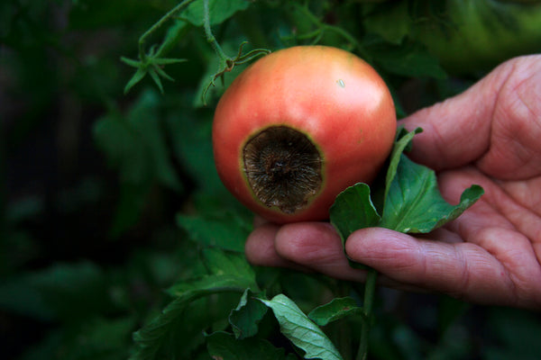 Tomato Rot Causes and Solutions