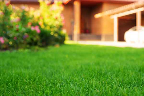 Seasonal Lawn Care and Fertilizer