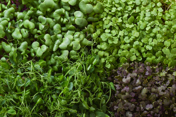 How to Sprout Microgreen Seeds at Home