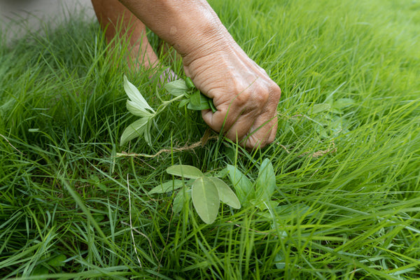 How to Choose the Right Natural Weed Killer