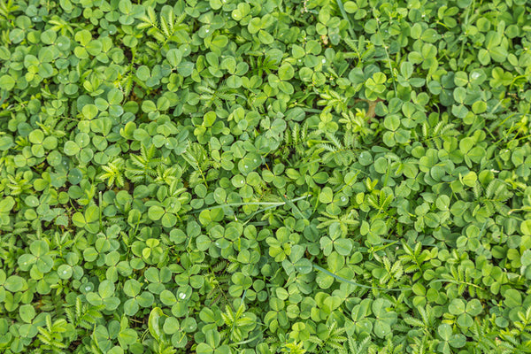 What’s The Deal with Microclover Lawns?