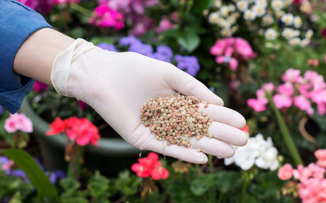 Fabulous Phosphorus: Harnessing an Important Nutrient for Plants