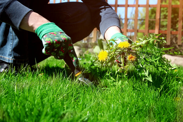 How to Get Rid of Lawn Weeds