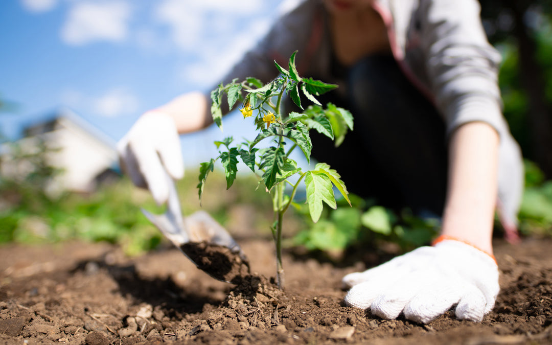 Considerations for Choosing Organic Fertilizer