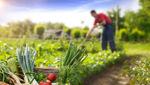 Gardener Using RMBA Agricultural and Gardening Supplies