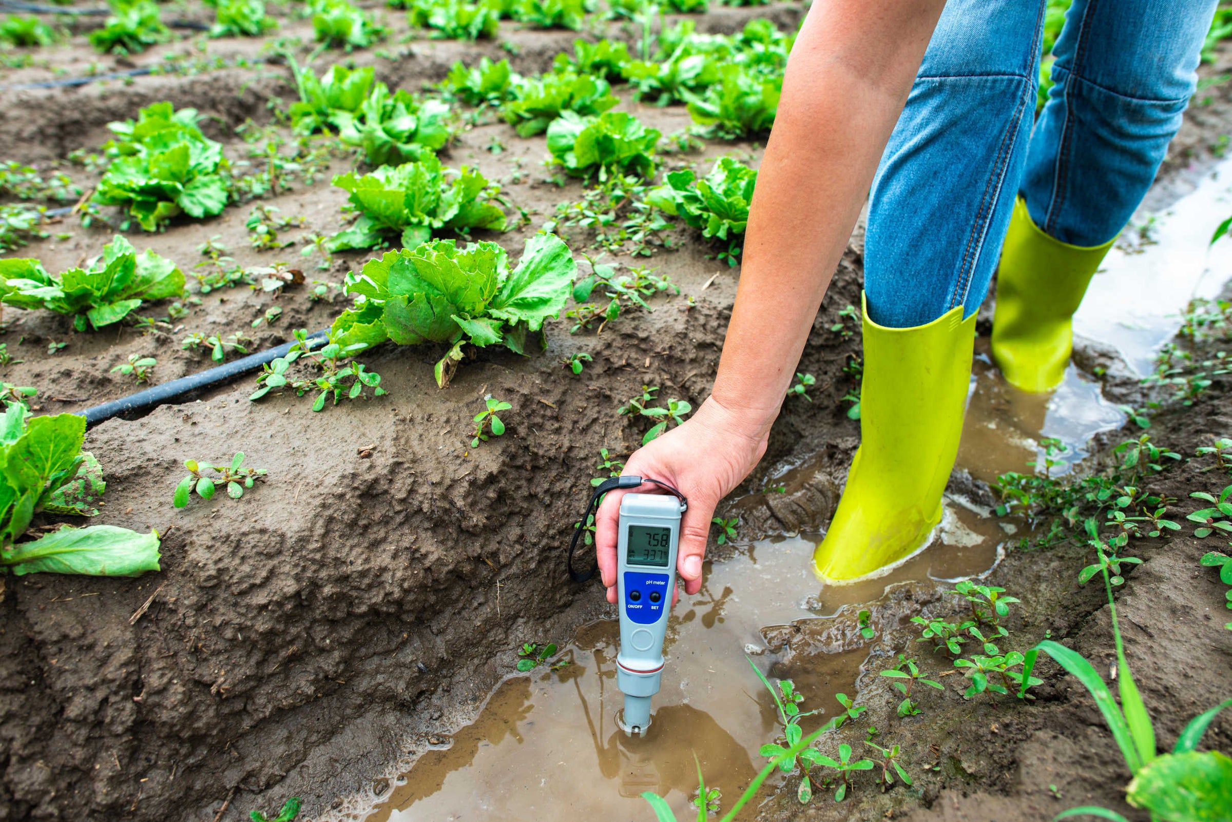Person Testing Water and Soil pH in Garden