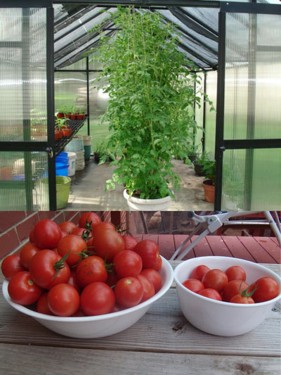 Dakota REV Tomato Comparison