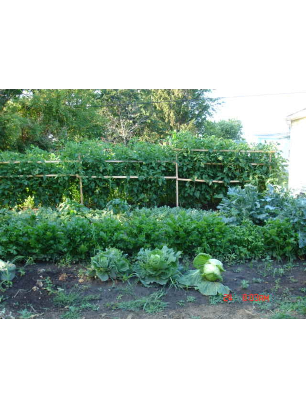 Dakota REV Cabbage