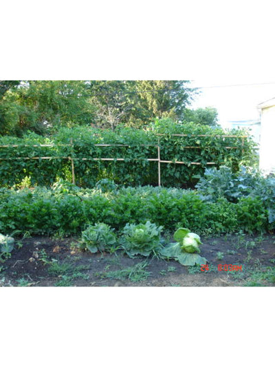 Dakota REV Cabbage