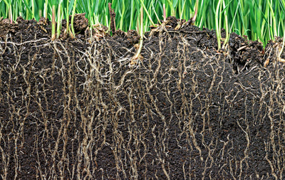 Grass Planted in Dakota Peat Soil