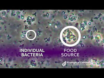 Video of Quantum Microbial Consortium Under the Microscope