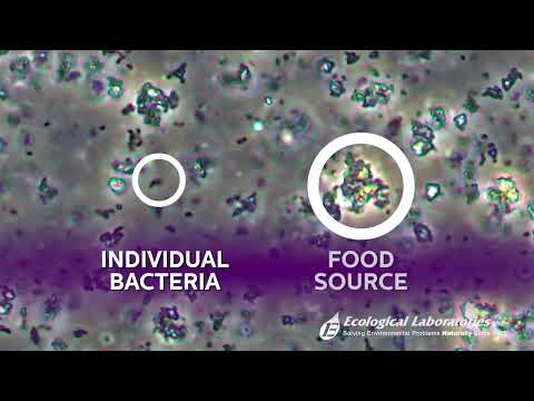 Quantum Microbial Consortium Under the Microscope Video