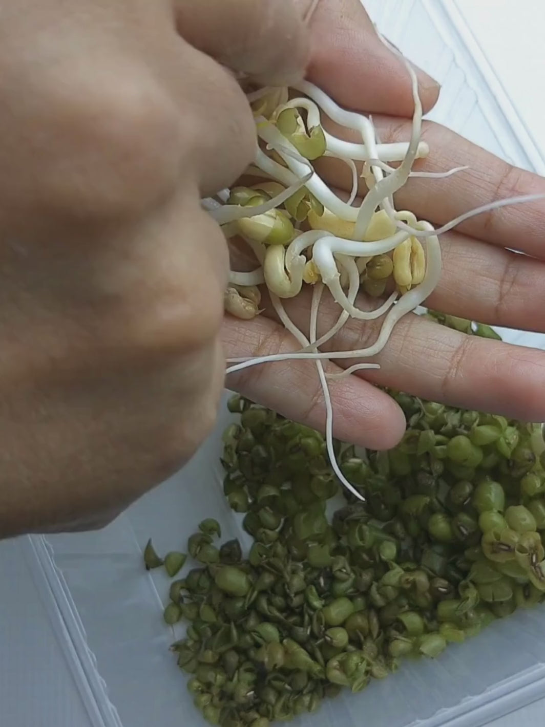 Handy Pantry Organic Mung Bean Sprouting Seeds Hull Cleanup Video
