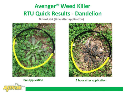 Avenger Organic Weed Control Killer Ready To Use (RTU) Avenge Weed Killer RTU Quick Results - Dandelion 1 hour after application Pre-application Buford, GA - Rocky Mountain Bio-Ag