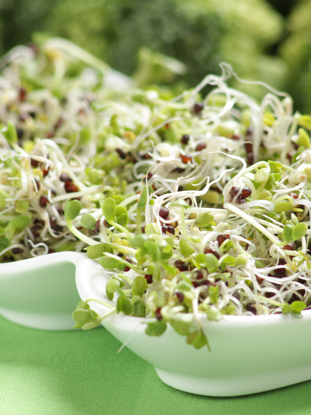 Broccoli Sprouts in Bowl