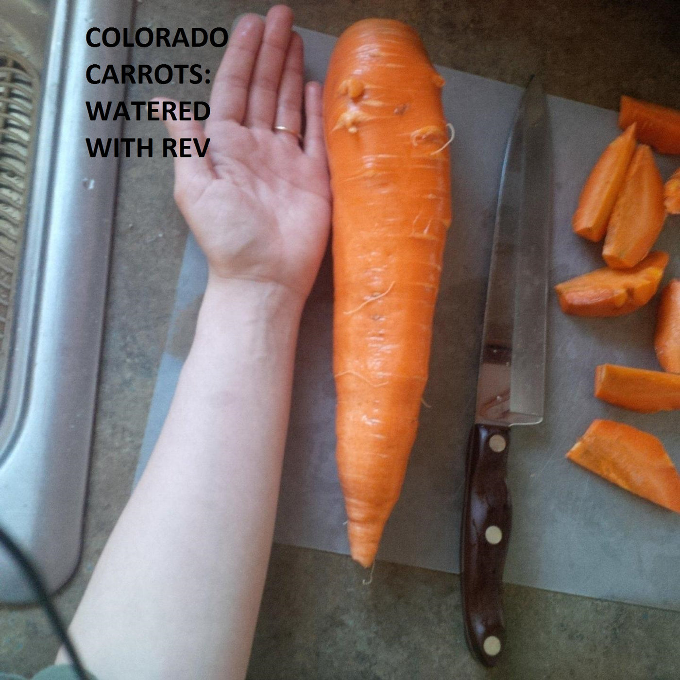 Carrot Grown with Dakota REV Organic Growth Stimulant