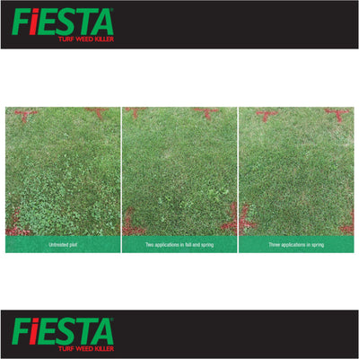 Fiesta Organic Weed Killer for Lawns and Turf Results