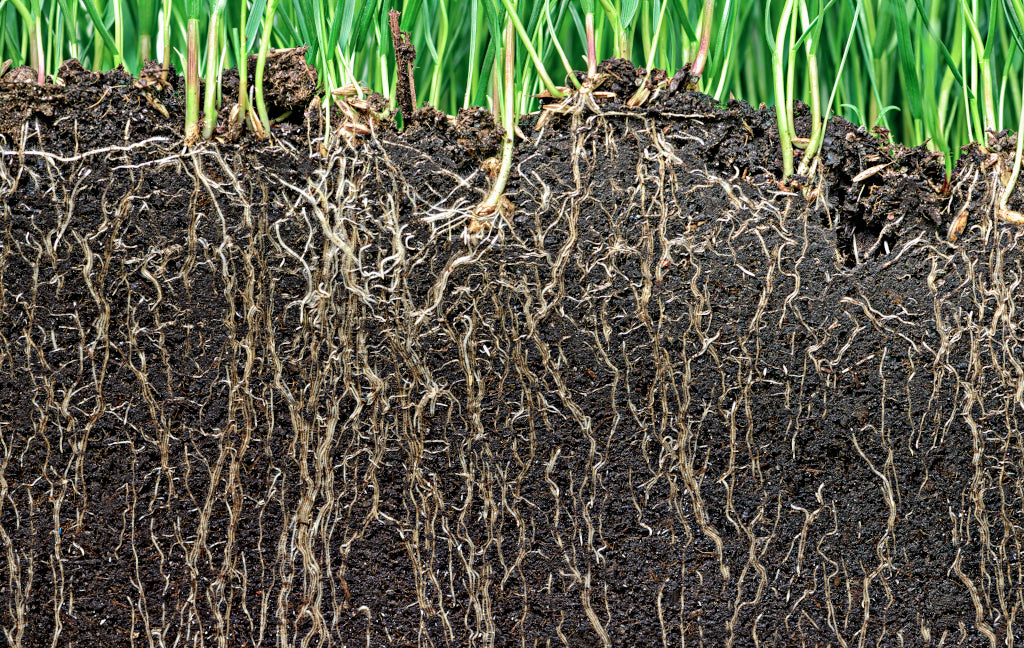 Healthy Turf Roots Grow with natural REV Turf Pro