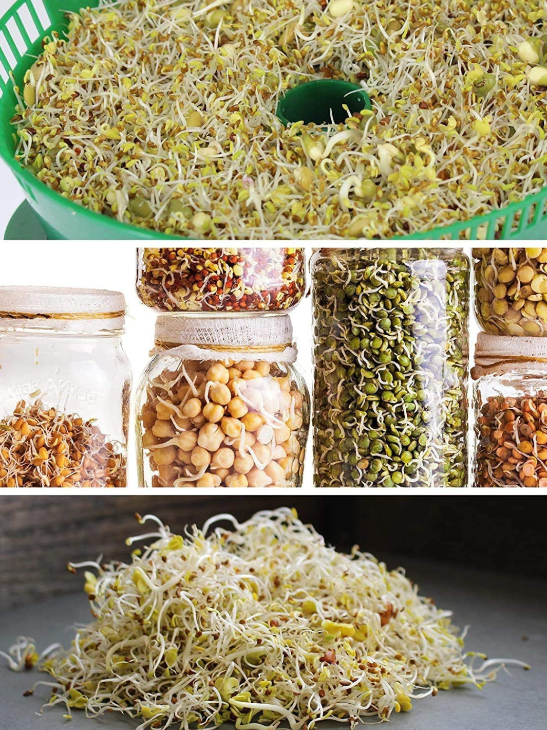 Sprouts from Handy Pantry Organic Protein Powerhouse Mix Sprouting Seeds