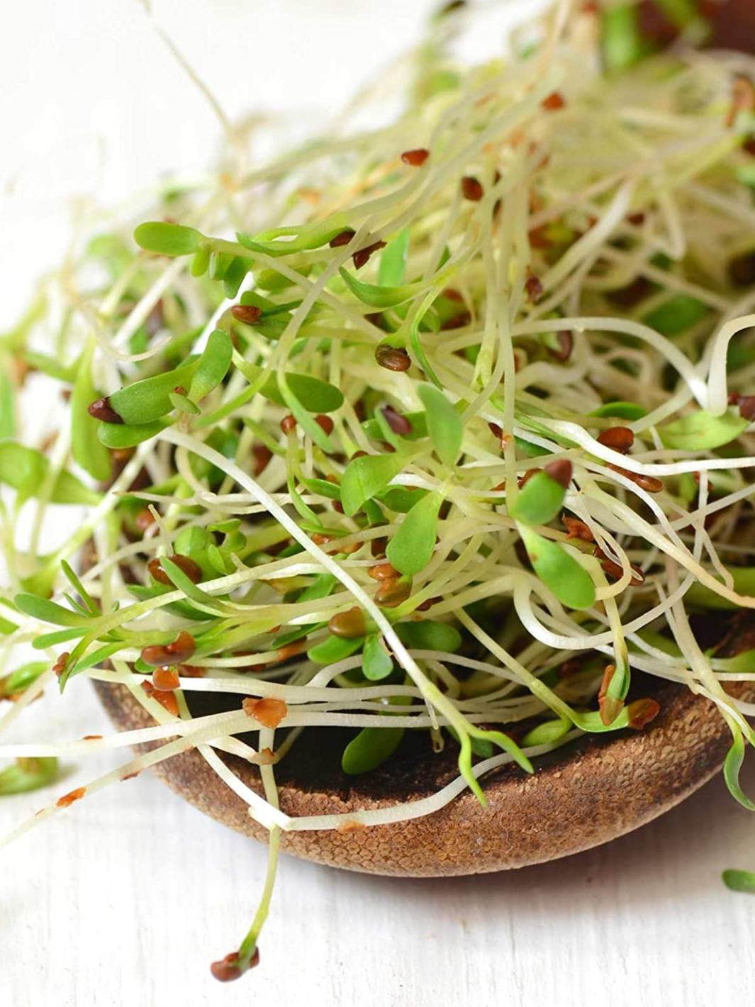 Organic Alfalfa Sprouting Seeds on Mushroom