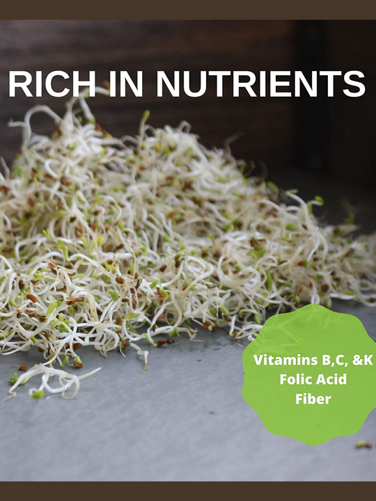 Close Up of Handy Pantry Alfalfa Sprouts