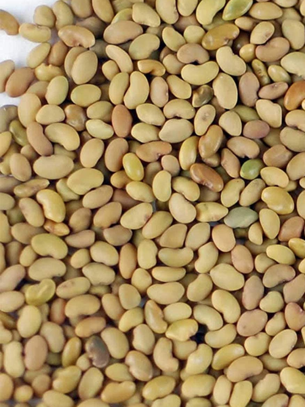 Close Up of Organic Seeds Alfalfa for Sprouting