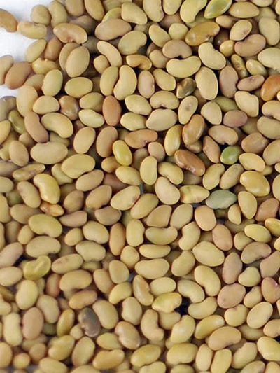 Close Up of Organic Seeds Alfalfa for Sprouting