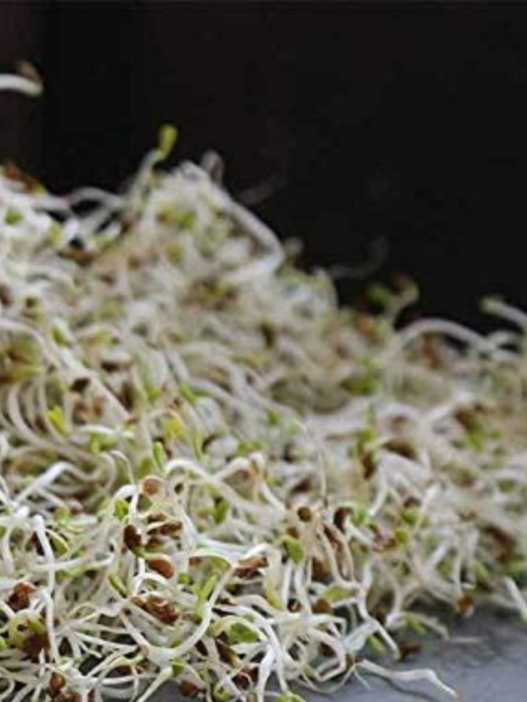 Close up of Sprouting Alfalfa