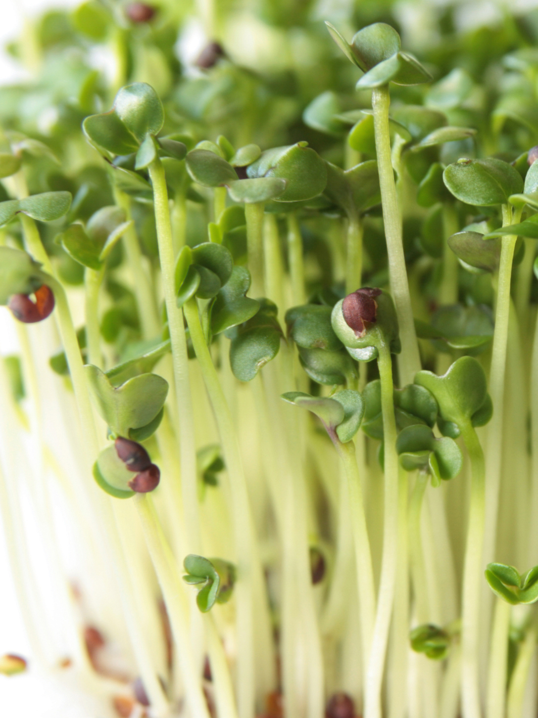 Sprouted Organic Broccoli Sprouting Seeds 