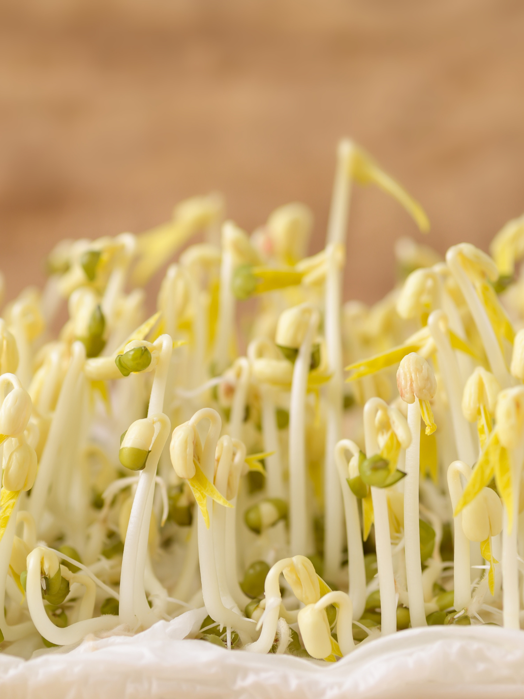 Sprouts from Handy Pantry Organic Mung Bean Sprouting Seeds