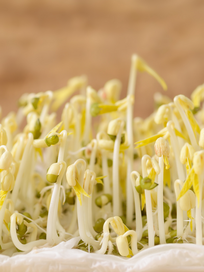 Sprouts from Handy Pantry Organic Mung Bean Sprouting Seeds